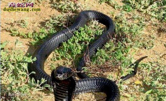 黑颈喷毒眼镜蛇