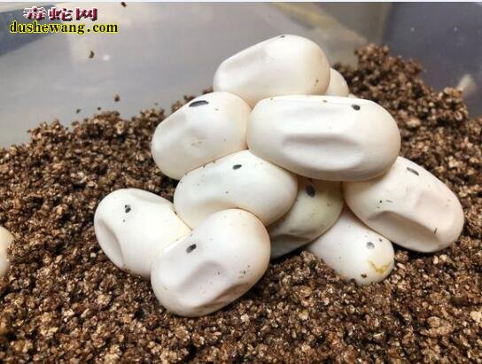 蛇蛋凹了怎么回事？蛇蛋孵化后期干瘪对孵化有影响吗？