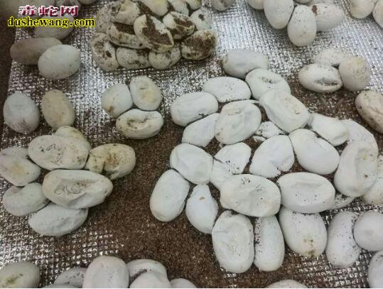 蛇蛋凹了怎么回事?蛇蛋孵化后期干瘪对孵化有影响吗?