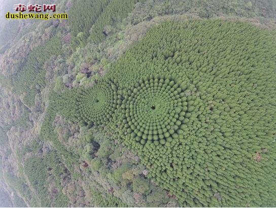 日本宫崎发现“麦田怪圈”!这次却是树林、而不是麦田!