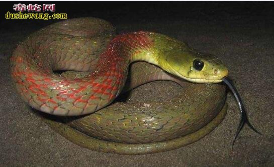 红脖颈槽蛇有多毒？