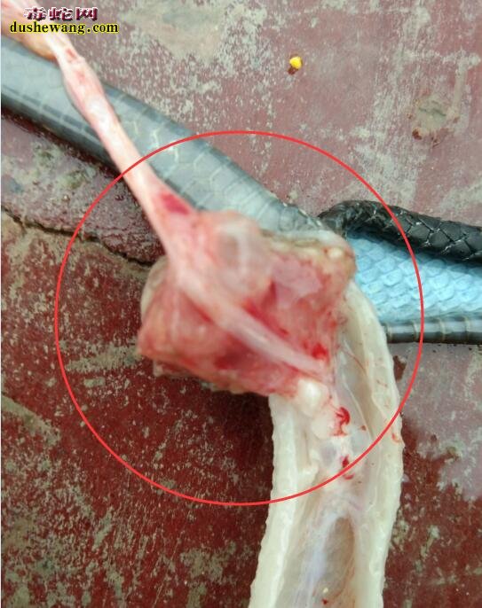 图说养蛇:一列养蛇人眼镜蛇脱肛死亡解剖分析