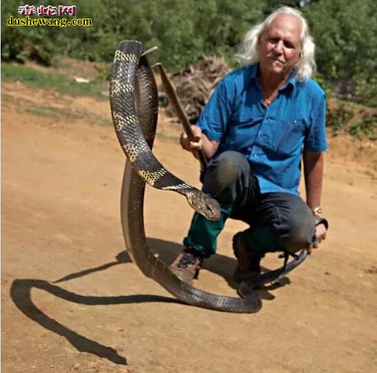 世界上最大的眼镜王蛇竟然有人这样拖着玩！