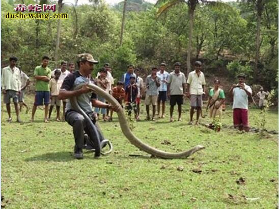 世界上最大的眼镜王蛇竟然有人这样拖着玩！