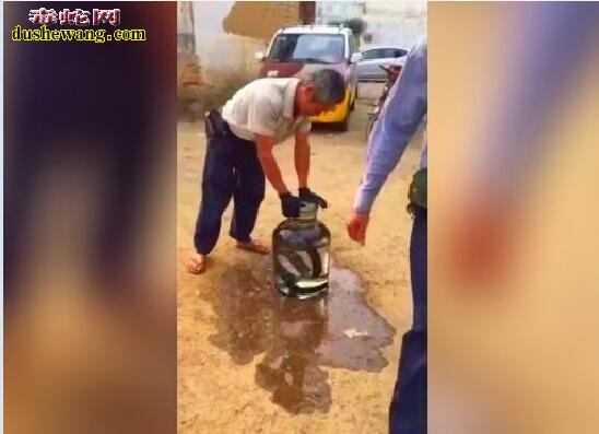 眼镜蛇泡酒怎么泡?正确的眼镜蛇酒炮制方法知道的人少!