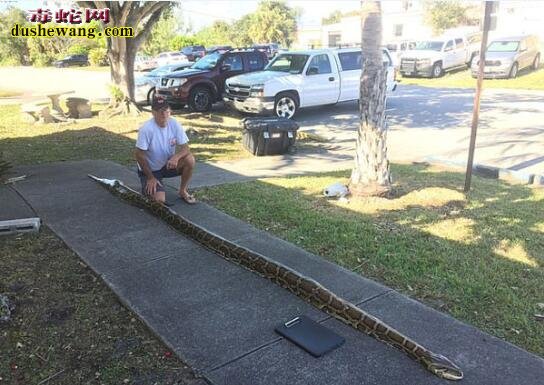 美佛罗里达州捕蛇人捕获5.5米、长136斤重巨蟒！