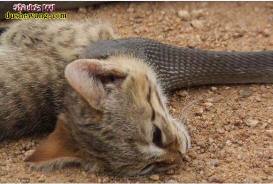 非洲野猫vs非洲黑曼巴蛇谁能赢？