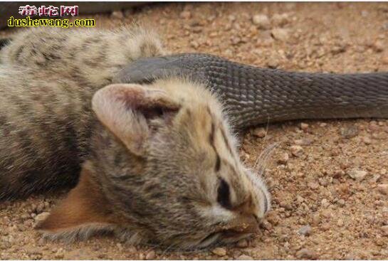 非洲野猫vs非洲黑曼巴蛇谁能赢?