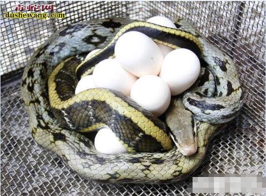 菜花蛇的蛋多久能孵化？