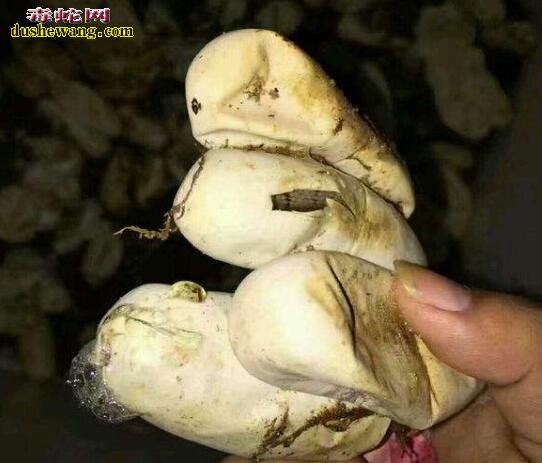 菜花蛇的蛋多久能孵化?