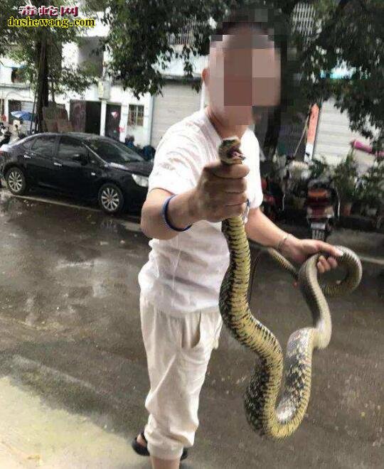 菜花蛇的市场需求大吗?