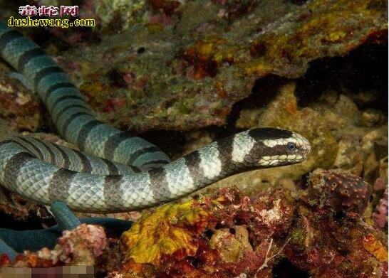 海蛇毒的功效与药用价值