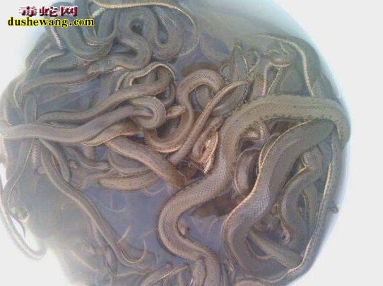 泥蛇养殖喂什么饲料?