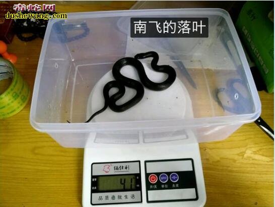 墨西哥黑王蛇价格、墨西哥黑王蛇多少钱?