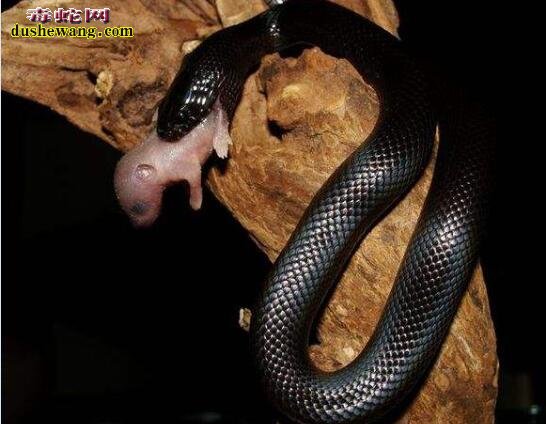 墨西哥黑王蛇寿命、黑王蛇能活多少年？