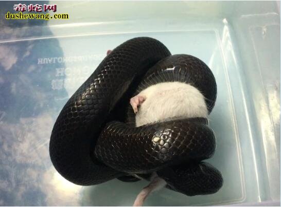 墨西哥黑王蛇寿命、黑王蛇能活多少年？