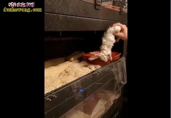 主人给宠物蛇喂食不按点!生气不吃食物却咬主人手不松口