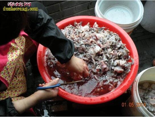 蟾蜍能吃吗?农村常见癞蛤蟆到底能不能吃?