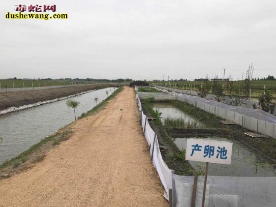 蟾蜍养殖场、哪里有蟾蜍养殖场?