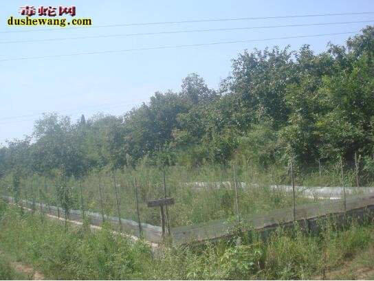 蟾蜍养殖场、哪里有蟾蜍养殖场?