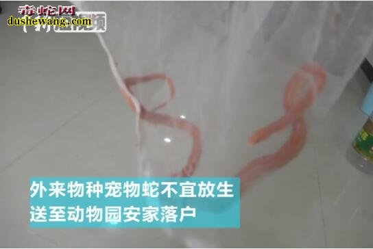 一米宠物蛇夜闯修脚店 森林公安及时出手捕获!