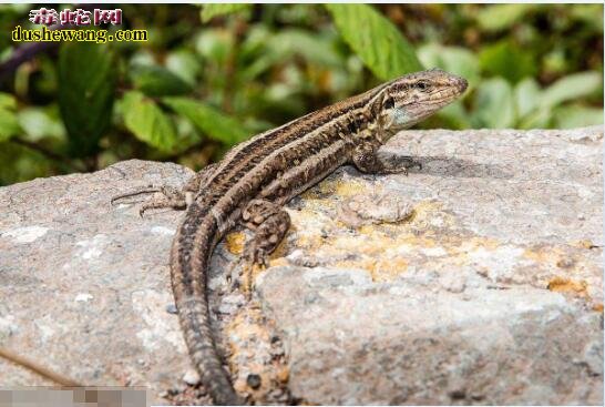 蜥蜴英文（Lizard），蜥蜴怎么读？