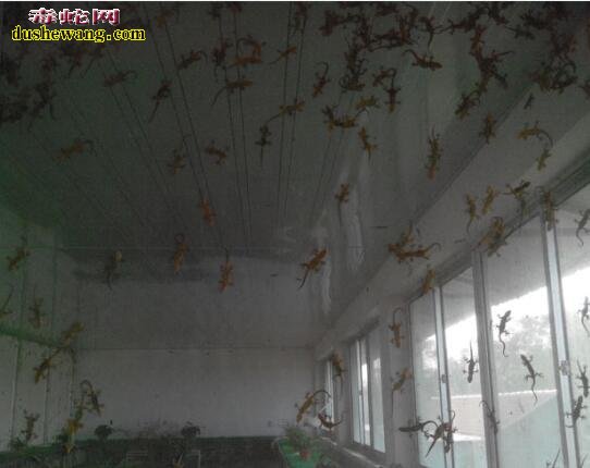 壁虎怎么养?人工高效养殖天龙技术分享!