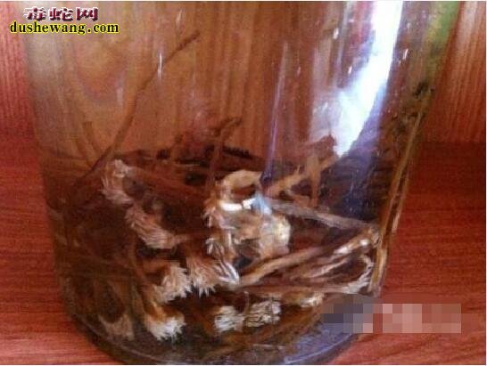 玛卡和蛇鞭能一起泡酒吗?