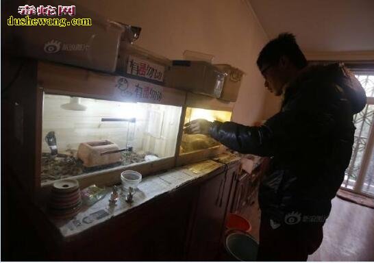 养蛇对风水好不好?浅谈养蛇和风水的关系?