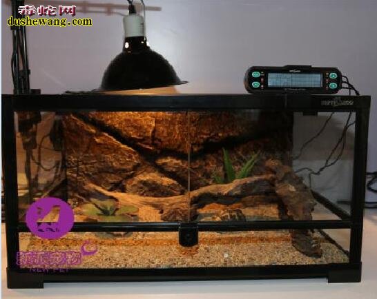 养蛇对风水好不好?浅谈养蛇和风水的关系?