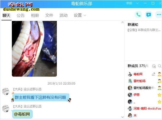 2019年养蛇技术达到了什么样的高度?