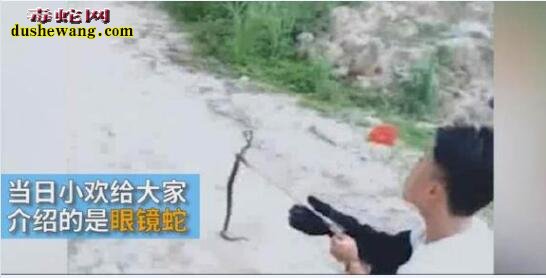 19岁网红直播手抓眼镜蛇