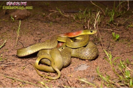 红颈蛇有毒吗