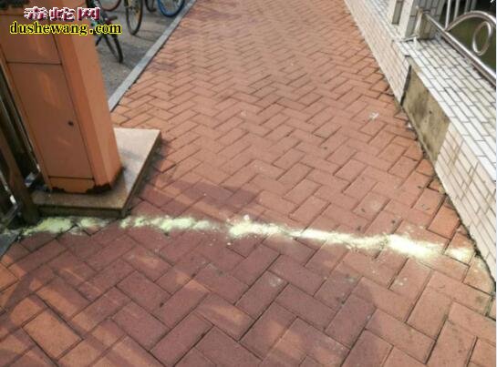 买回家泡酒的眼镜王蛇走失?小区如临大敌!