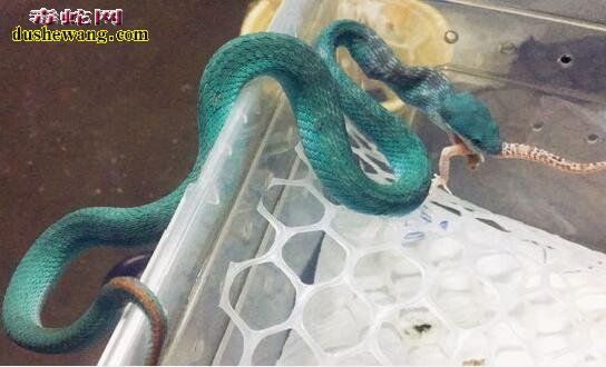 韦塔岛蓝色竹叶青蛇图片