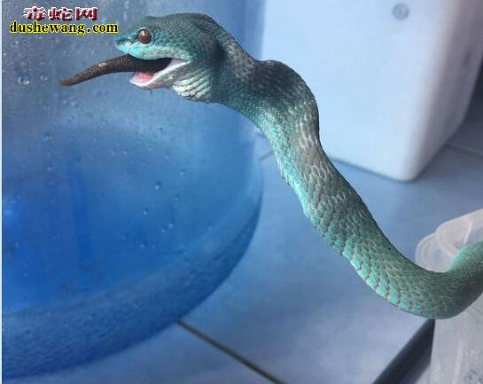 韦塔岛蓝色竹叶青蛇图片