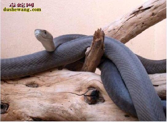 黑曼巴蛇与墨蛇都是毒蛇、都是黑色、有何区别？