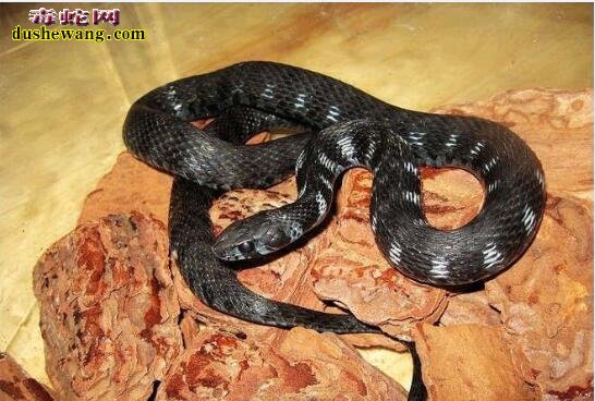 黑曼巴蛇与墨蛇都是毒蛇、都是黑色、有何区别？