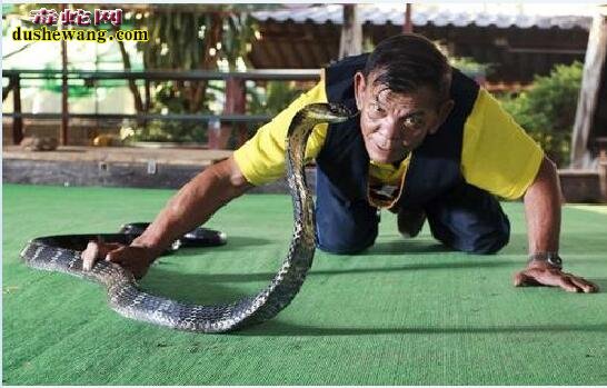 泰国蛇表演被眼镜王蛇咬伤险丢命！玩蛇也有失手的时候！