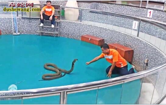 泰国蛇表演被眼镜王蛇咬伤险丢命！玩蛇也有失手的时候！