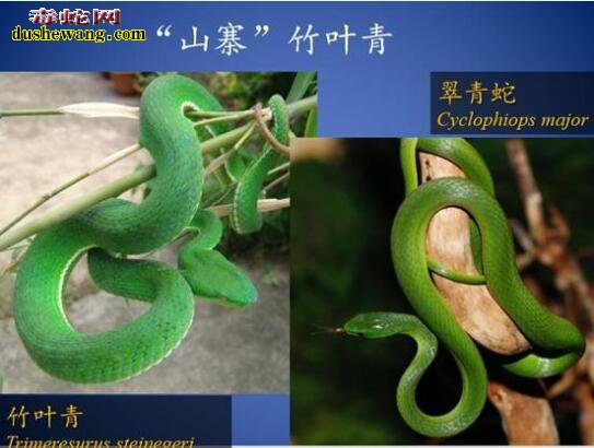 翠青蛇咬人肿了!翠青蛇咬人要不要紧?