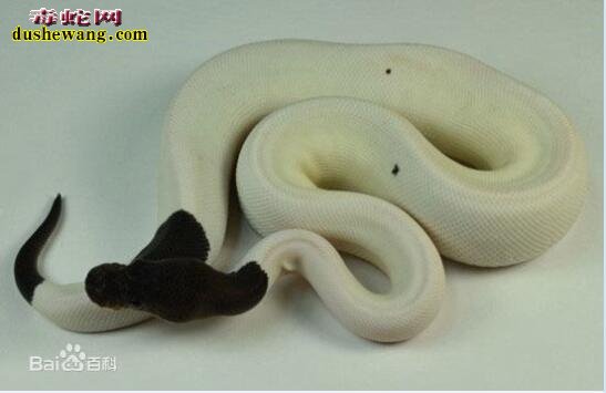 黑头花斑蟒蛇、世界上价格最高的球蟒！