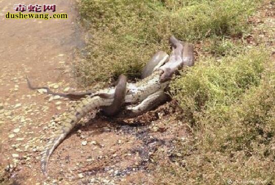 蛇鳄大战！澳大利亚3米巨蛇吞下鳄鱼！