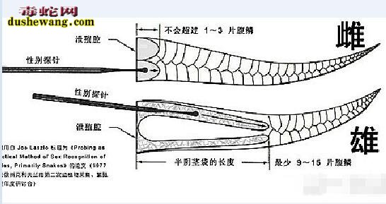 棕黑锦蛇的雄雌怎么分辩