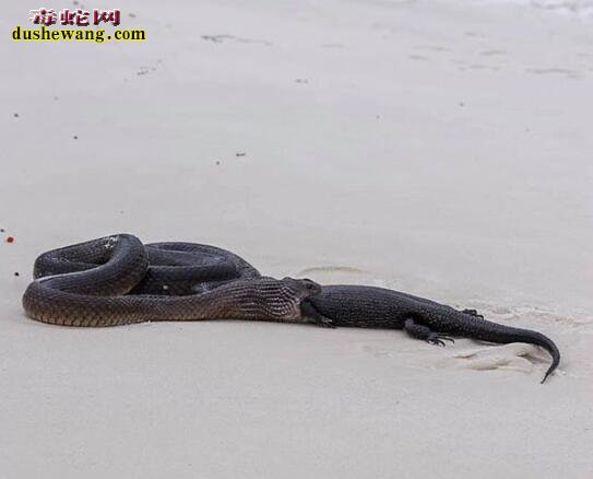 澳海滩惊现毒蛇吞食巨蜥！澳洲毒蛇多且都是据都蛇！
