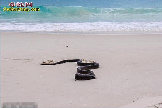 澳海滩惊现毒蛇吞食巨蜥！澳洲毒蛇多且都是据都蛇！
