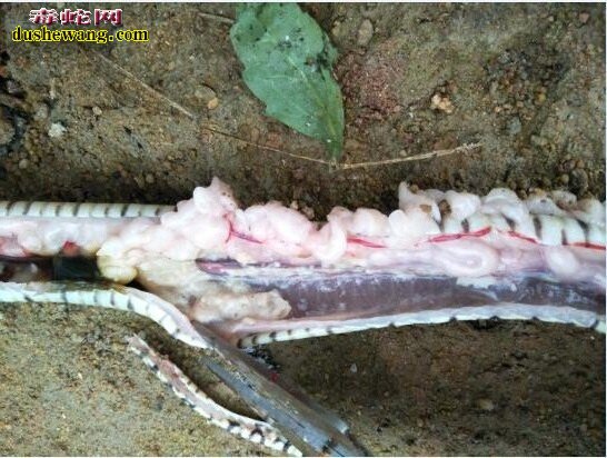 图说养蛇:水律蛇大量喝水后死亡解剖分析