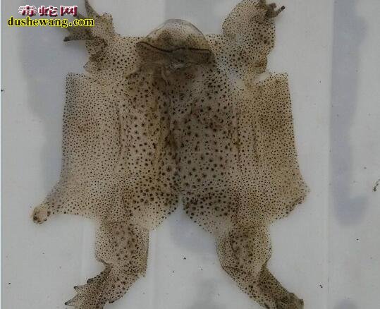 2019年养殖蟾蜍赚钱吗?2019年癞蛤蟆养殖前景分析!