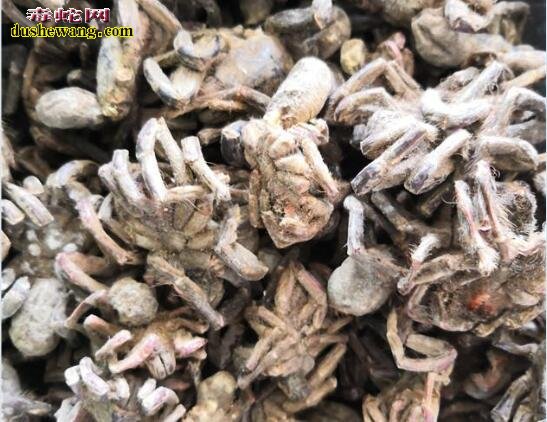 2019年蜘蛛价格行情?2019年药用蜘蛛多少钱一斤?