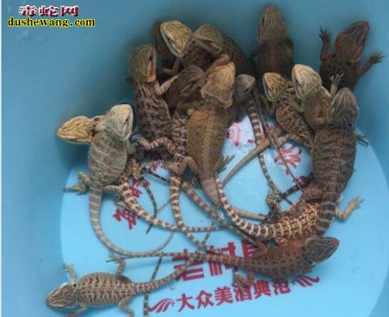 鬃狮蜥蜴多少钱?2019年鬃狮蜥蜴价格行情分享!